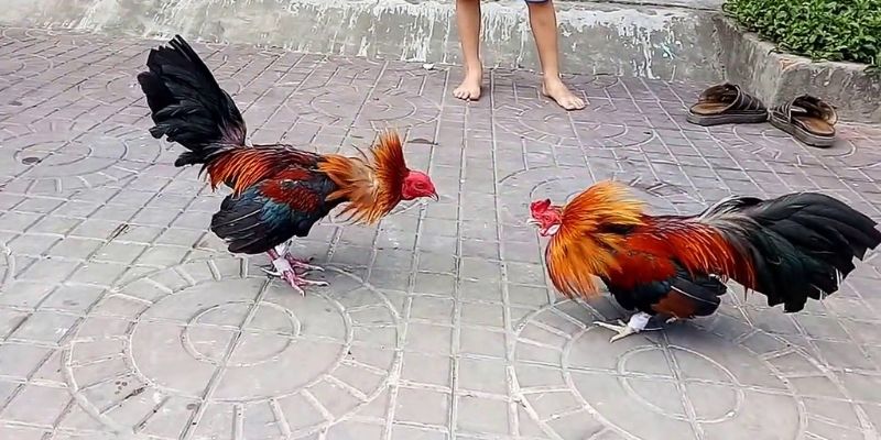 Trang web mới của Mu9 bao gồm các câu hỏi thường gặp - Mu9