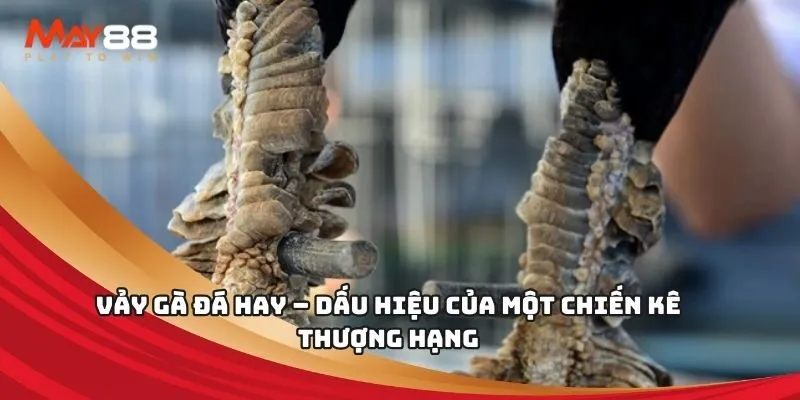 Cổng game B8b King và thư viện game của nó đã tạo nên một thương hiệu - B8b