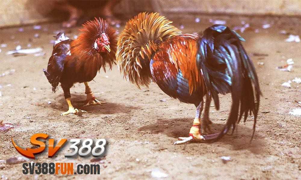 Hướng dẫn cách truy cập tài khoản người chơi cấp Oke88 để đăng nhập nhanh hơn - Oke88