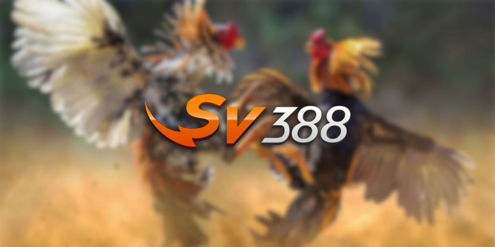 Khảo sát về các trò chơi bài cung cấp mã Fun88 - Fun88