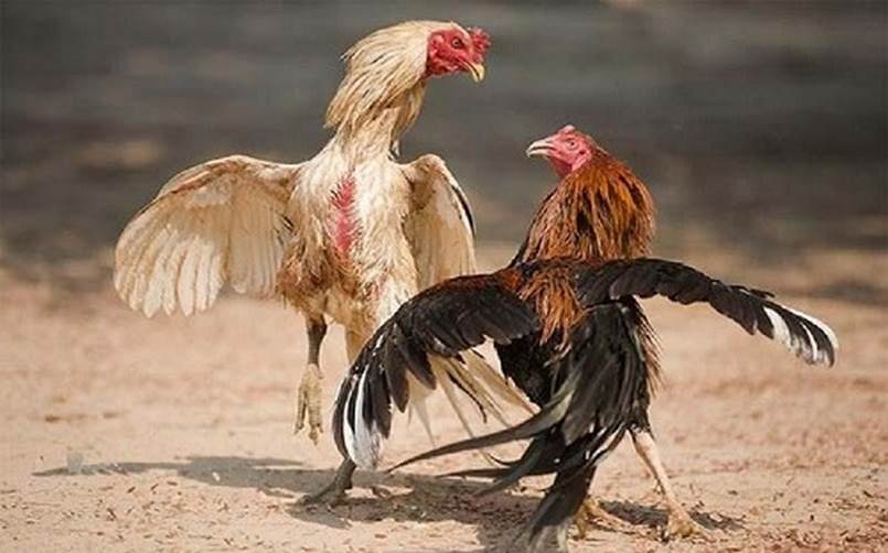 Đây là lý do tại sao các trò chơi cấp độ Sao789 có thể thu hút rất nhiều người chơi - Sao789